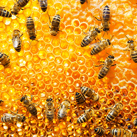 Mary-lynn-brant-local-beeswax Lynnie Q, Mary Lynn Brant, Dave Brant, reusable bags, covid-19 masks, natural products, beeswax, cotton, eco-friendly, locally sourced, Indigenous Artist, First Nations, Indigenous Arts Collective of Canada, Pass The Feather